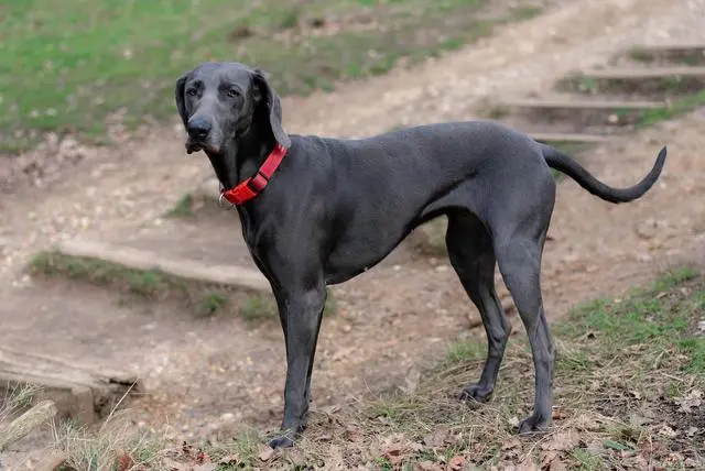 格力犬和灵缇犬的区别
