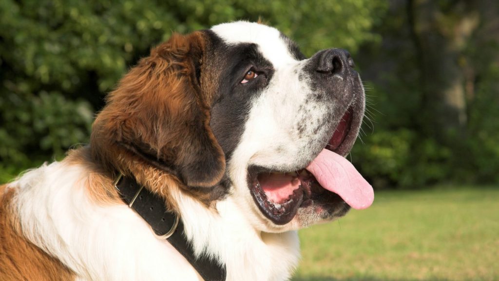 什么是圣伯纳犬？圣伯纳犬的样貌特征和生活习性