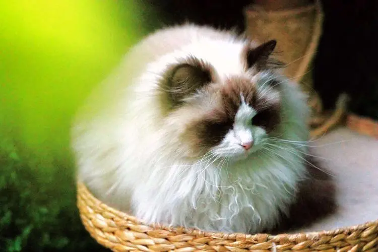 布偶猫怎么训练 布偶猫的训练方法与技巧