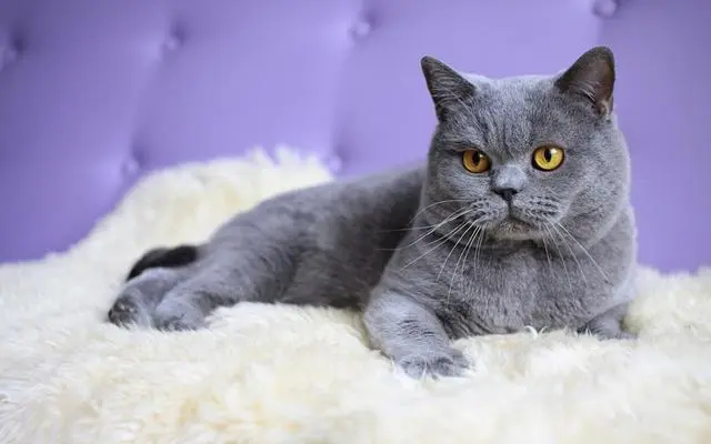 想要养猫，就要选择“英国短毛猫”，好处实在太多了