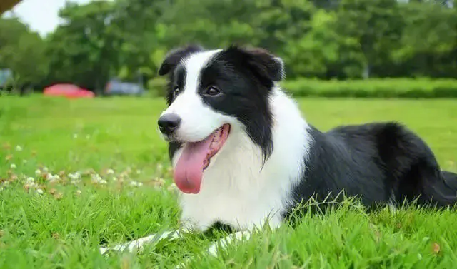 为什么边牧不能做警犬？边牧智商第一呀！