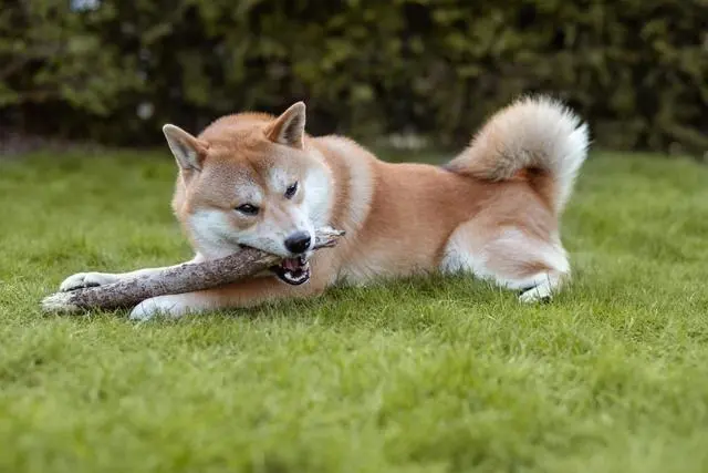 “小巧玲珑的柴犬：是小型犬还是中型犬？”