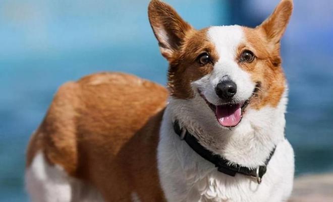 柯基犬有这5大症状，说明它“上火”了，快给它降火