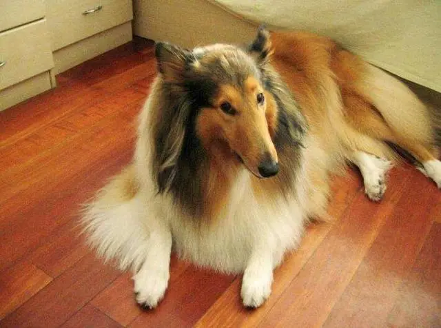 为何喜欢“苏格兰牧羊犬”的人越来越多？