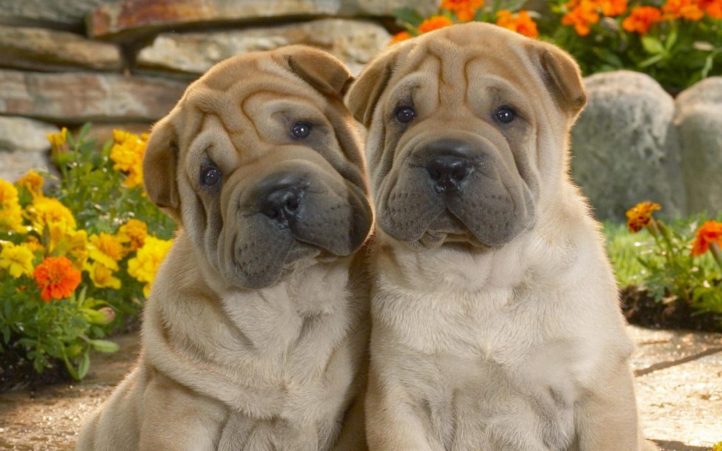 酷萌无敌！来认识沙皮狗