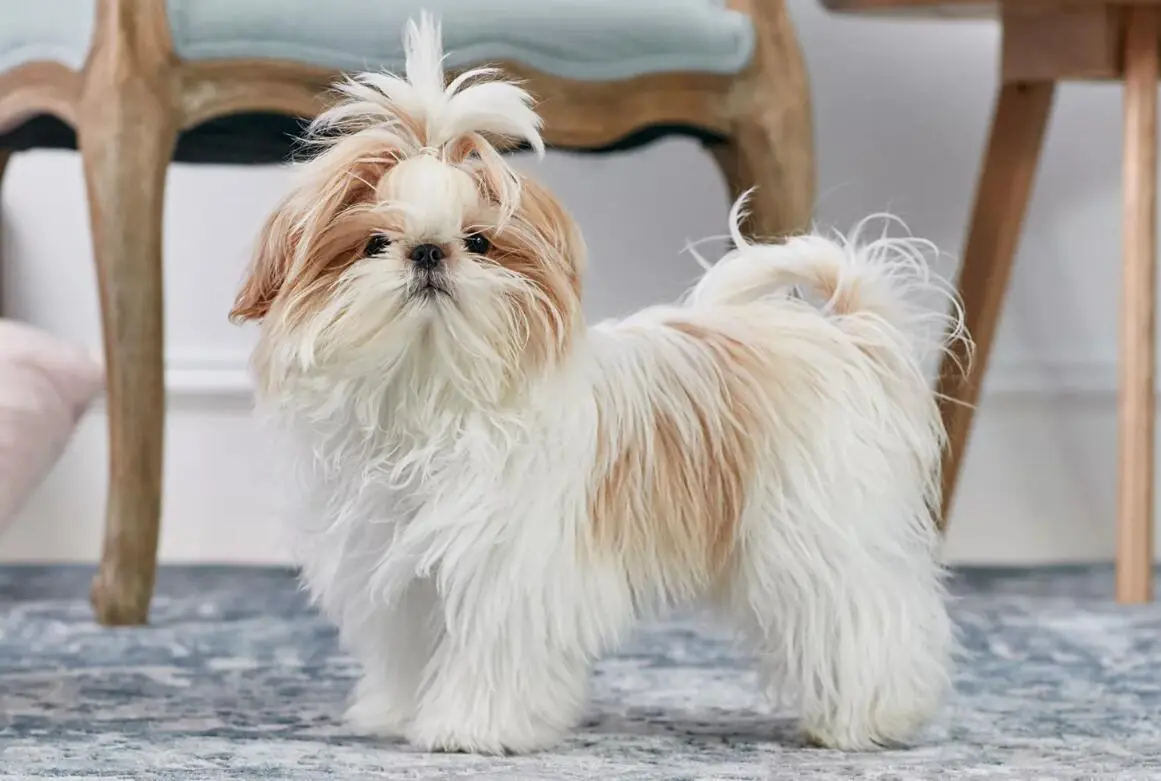 魅力四溢的西施犬：优雅、友善与陪伴的完美选择