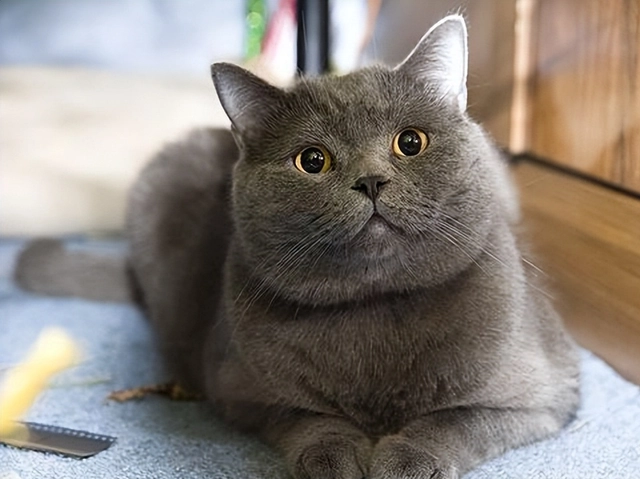 为什么养蓝猫的人越来愈多，它的这些优点，让你感觉养过真香