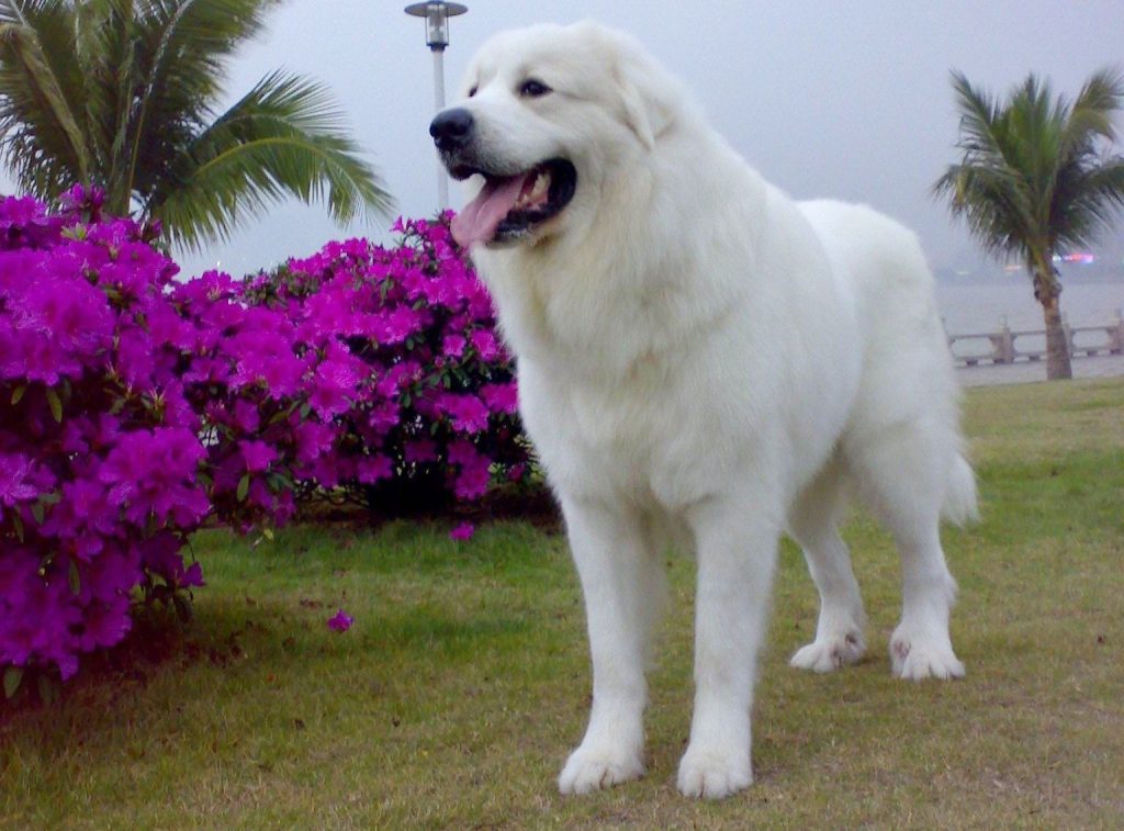 大白熊犬为什么禁养？