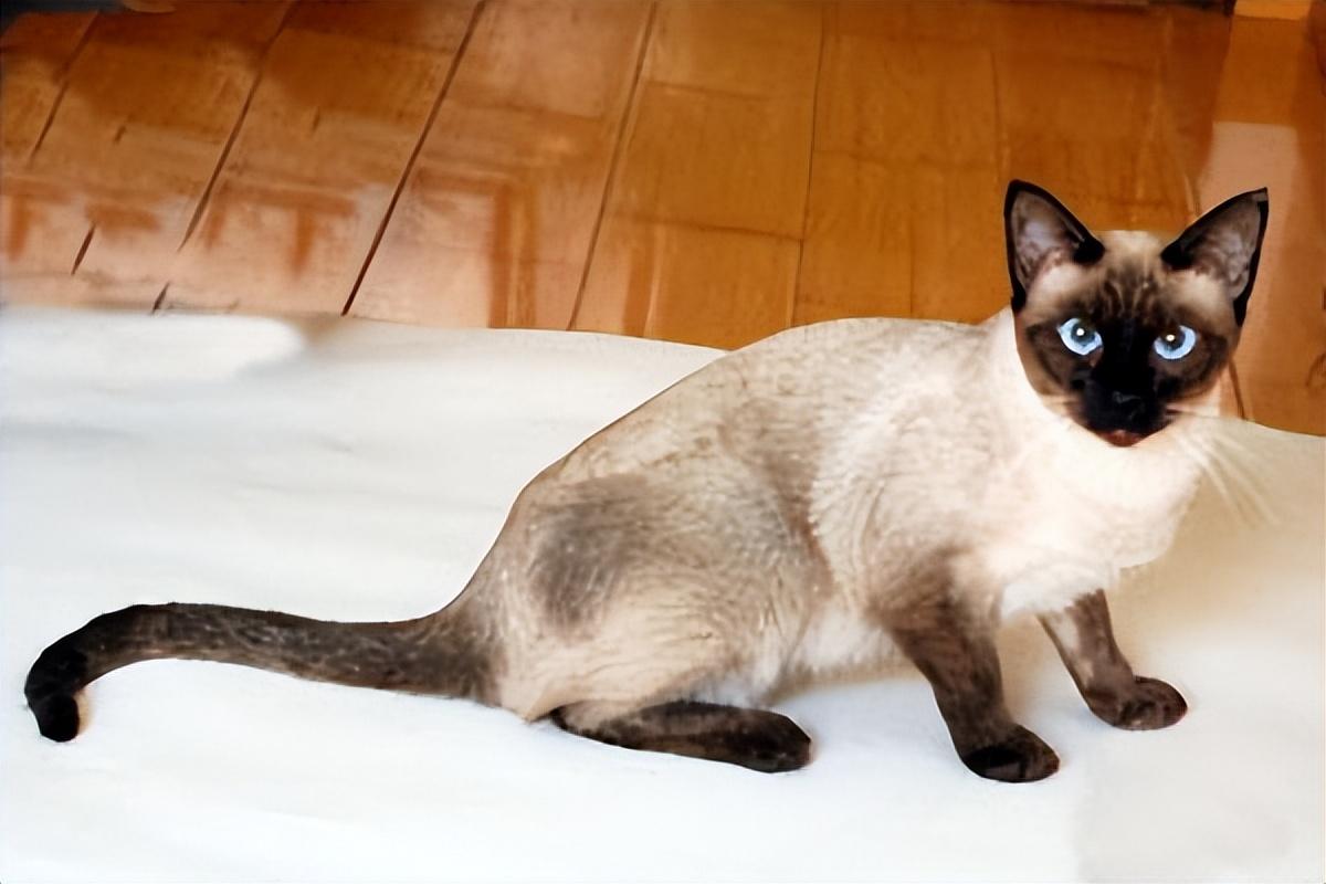 暹罗猫：堪称最忠诚的猫，养一只不后悔