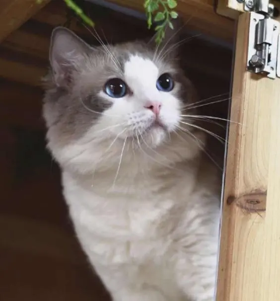 布偶猫的“优缺点”，别说你养它那么久，还没了解！