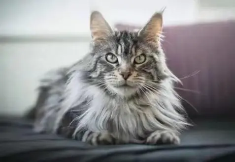 不建议养缅因猫的十大忠告，看完你还想养吗