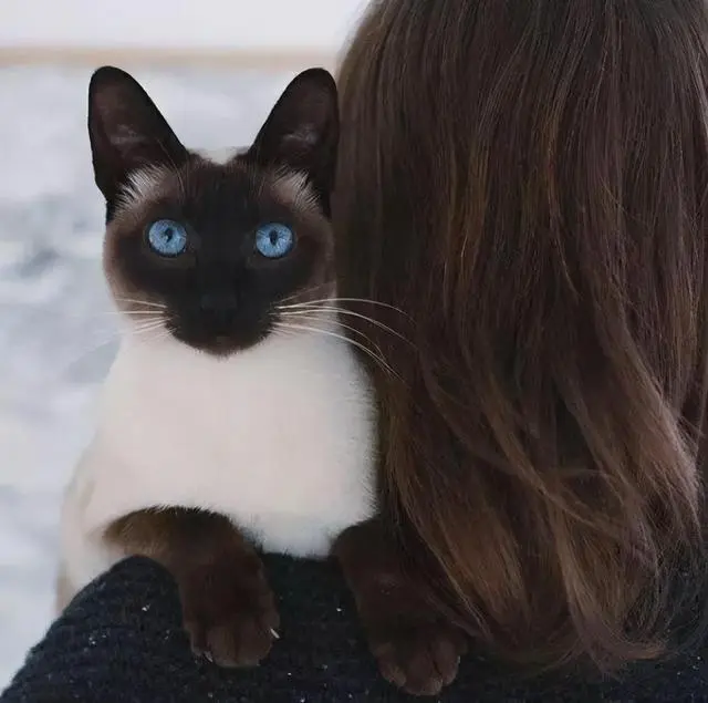 暹罗猫：堪称最忠诚的猫，养一只不后悔