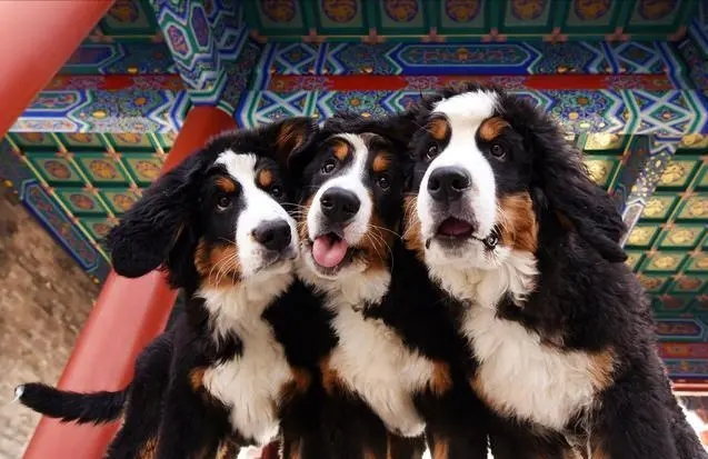 养狗就养伯恩山犬，你会真香！