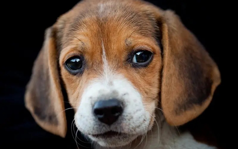 体型最小的狩猎犬——比格犬