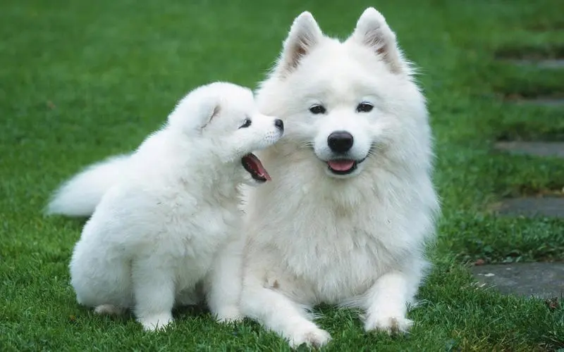 萨摩耶犬有哪些优缺点？