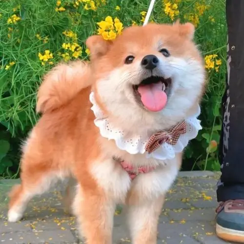 柴犬跟秋田犬有什么区别呢？