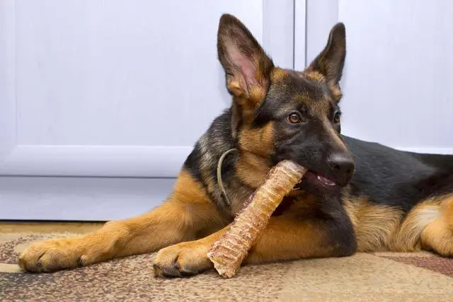 德国牧羊犬是好狗狗，然而！不养德牧的八个理由