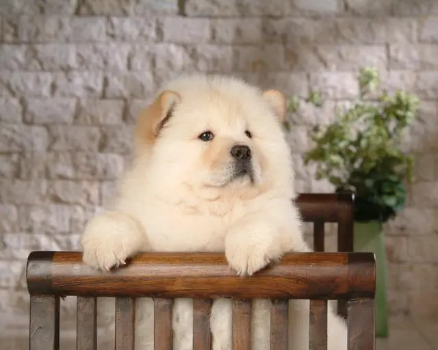不瞒你说，一般人真的不要养“松狮犬”，理由很真实
