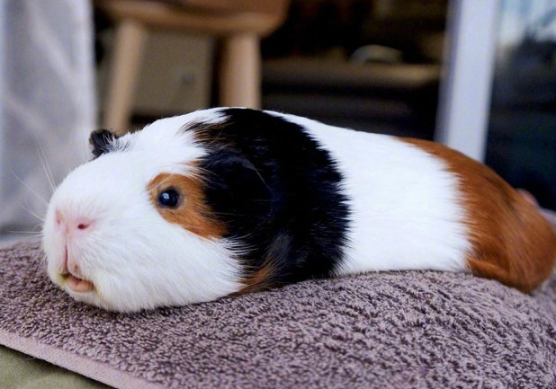 荷兰猪是猪吗?一篇带你了解全荷兰猪