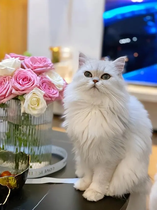 金吉拉猫的4大性格特点，你家的也是这样？