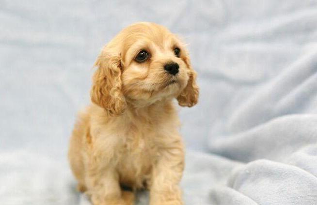 超可爱小狗可卡犬，看完你心动了吗？
