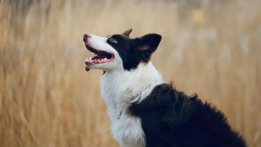 你真的了解你的狗狗么？（边境牧羊犬）