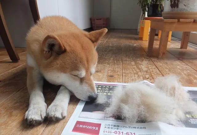 柴犬的7大优点，怪不得养过的人，都不想换狗了