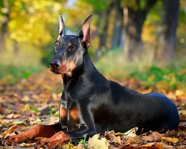 “杜宾犬”送给我也不要，这几点太可怕了！
