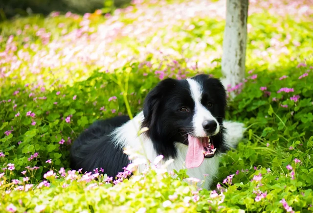 边牧犬的7大缺点，养了之后，肠子都悔青了！