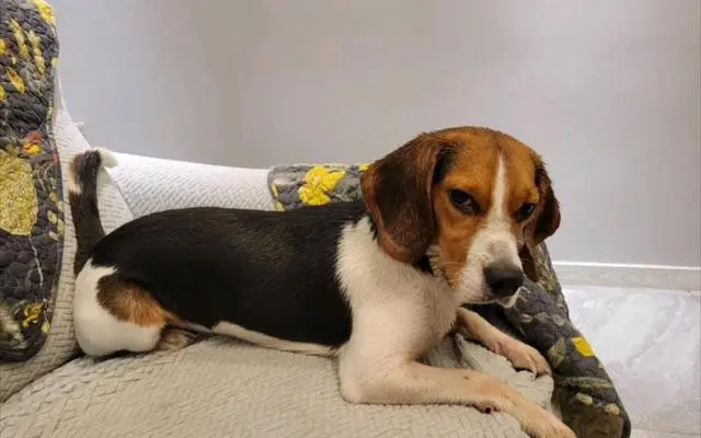 亲身经历告诉你，养狗最好别养“比格犬”