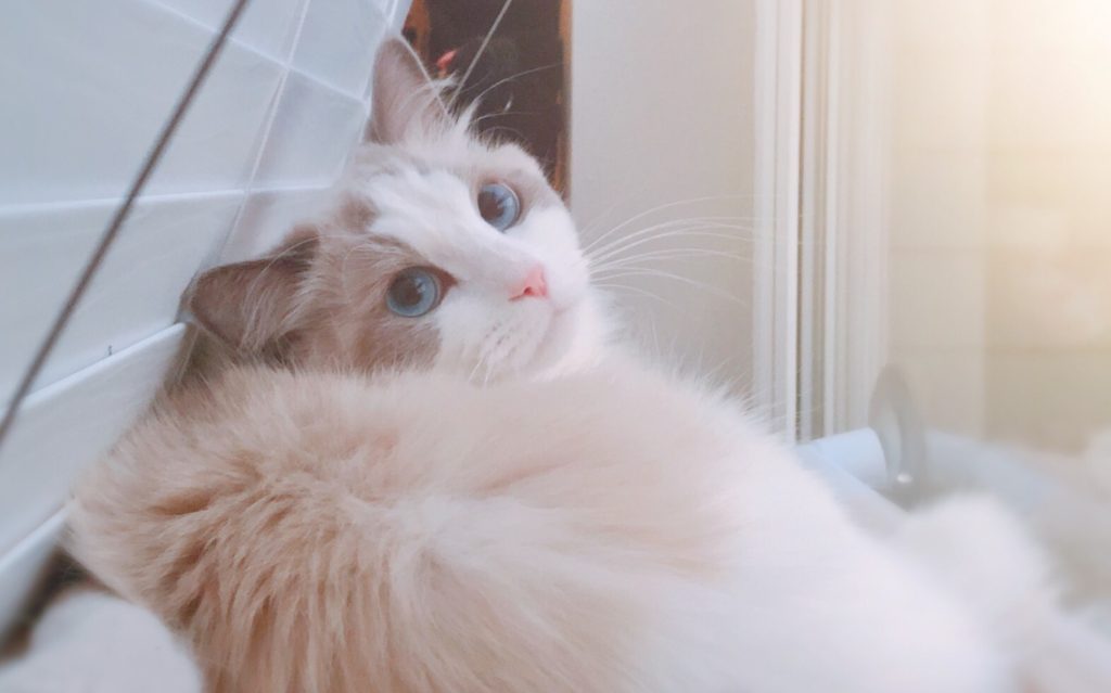 布偶猫太凶了怎么办-猫咪太凶了怎么办