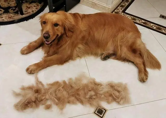 金毛犬掉毛是啥原因？