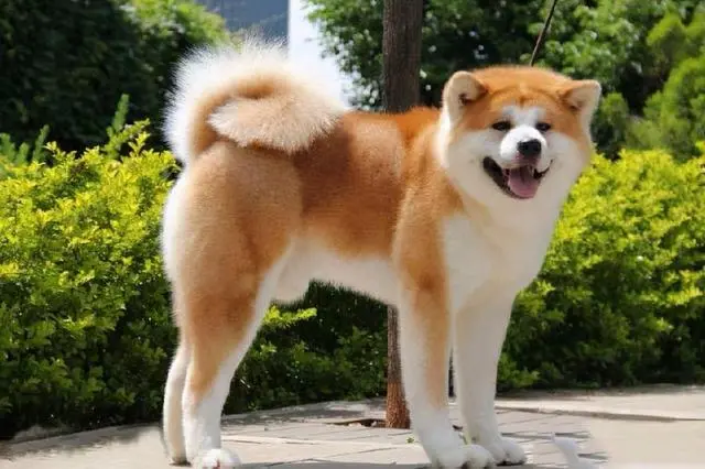 盘点秋田犬的“优缺点”，你更能接受哪一种