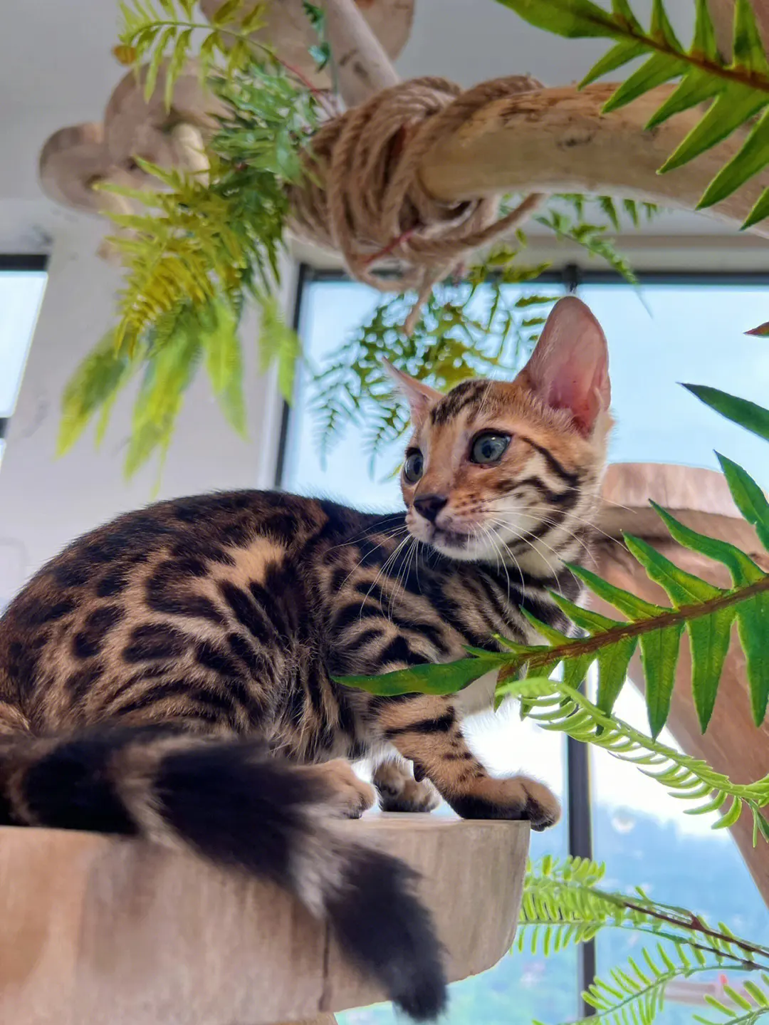 孟加拉豹猫：一种很多人想养，却养不起的猫