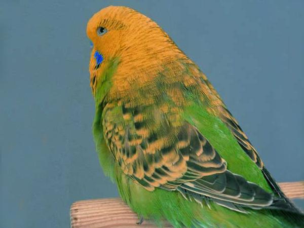 虎皮鹦鹉体貌性格特征、饲养优缺点