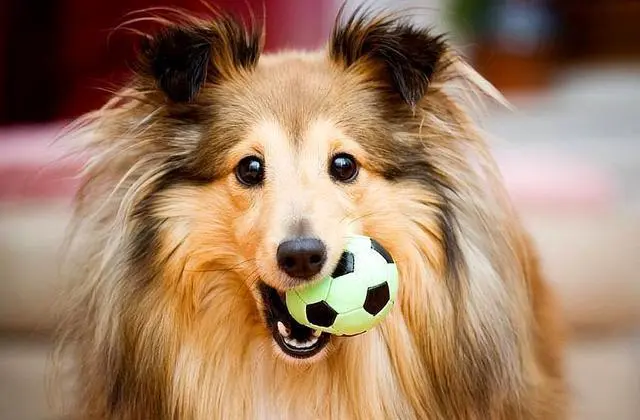 “喜乐蒂犬”的优点和缺点，看完你还想养吗？