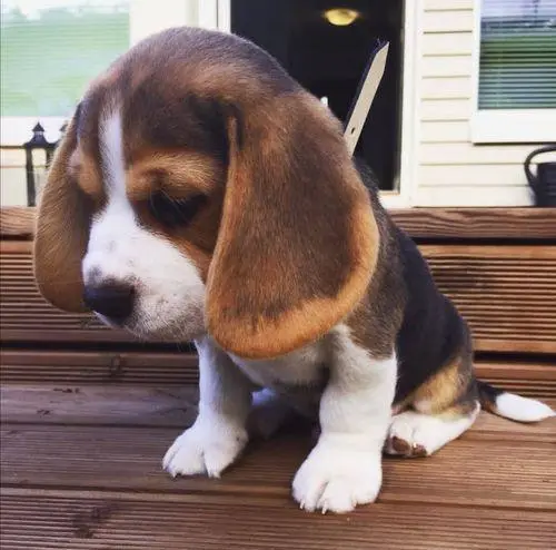 为什么养“比格犬”的人很少？网友：养了就想换狗！