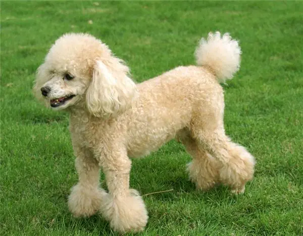贵宾犬的优点和缺点；全面分析，很好养
