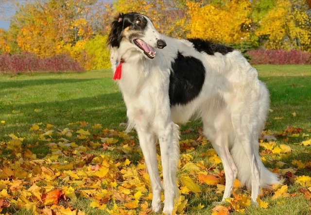 苏俄猎狼犬——波索尔，您认识吗？