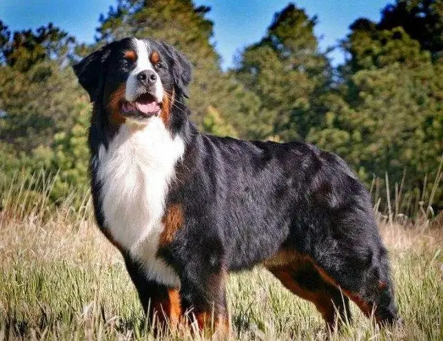 建议你养“伯恩山犬”是有原因的，养了就不想换狗！