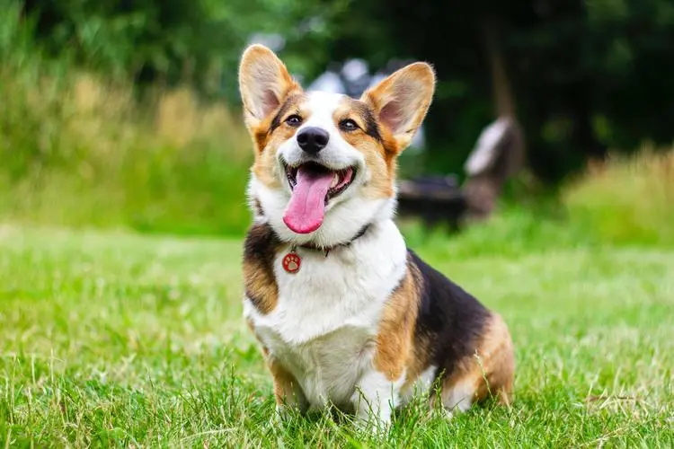 柯基是小型犬还是中型犬？