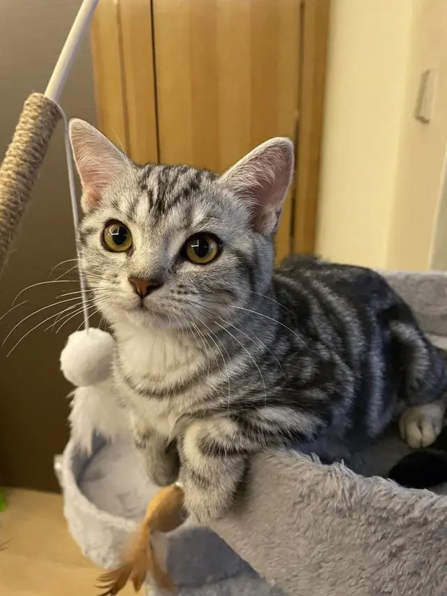为什么 “美短猫”弃养率这么高？网友：不敢再养了！