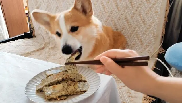 狗狗挑食怎么办？宠主不用慌，5招教你解决