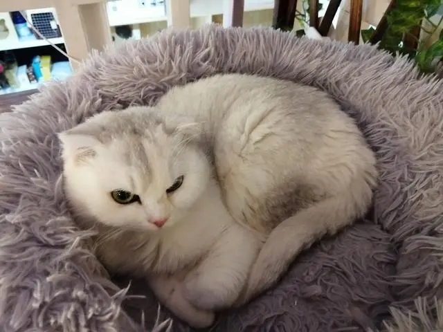 猫咪毛发打结的原因有哪些？