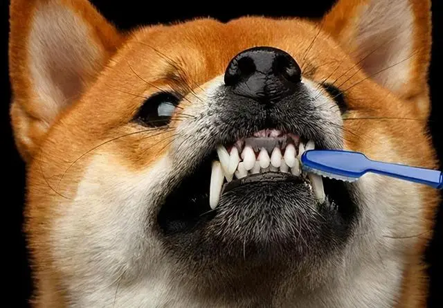 狗狗怎么刷牙？步骤及教程！