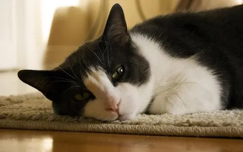 猫咪爱你的15个表现！快来围观，你家猫猫爱你吗