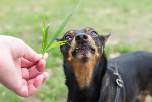狗狗突然猛“吃草”，不是在玩，而是这些原因！