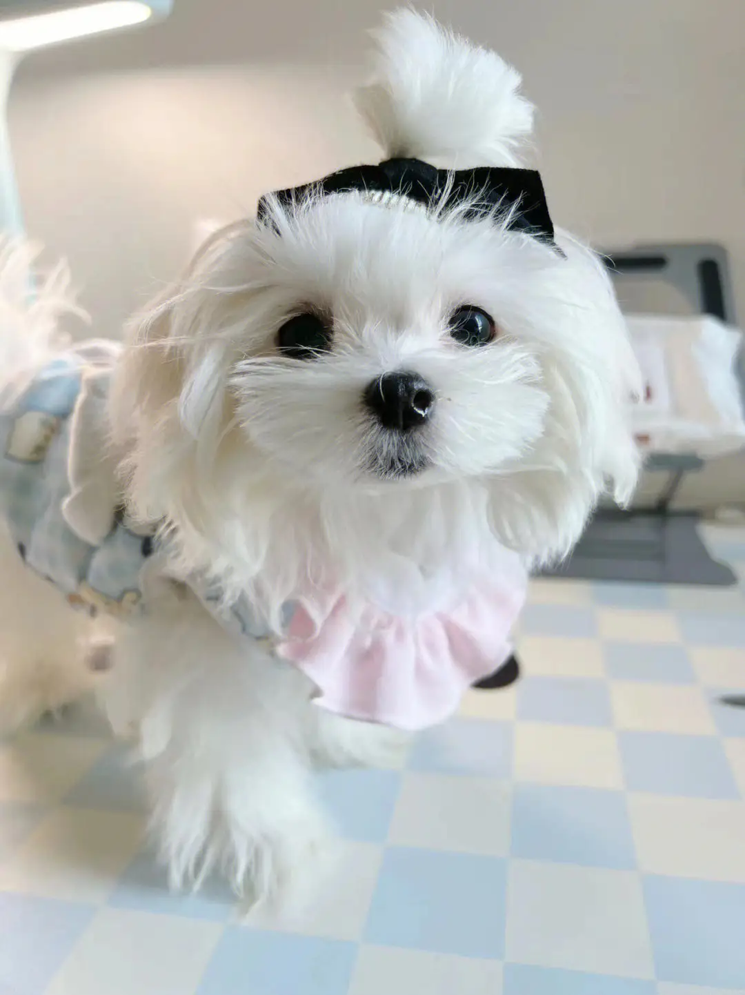 马尔济斯犬:聪明、活泼的小型家庭宠物