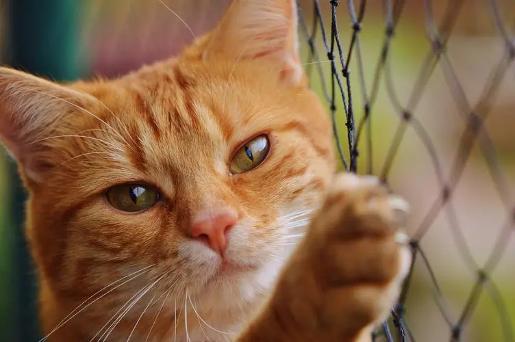 猫咪爱你的15个表现！快来围观，你家猫猫爱你吗？