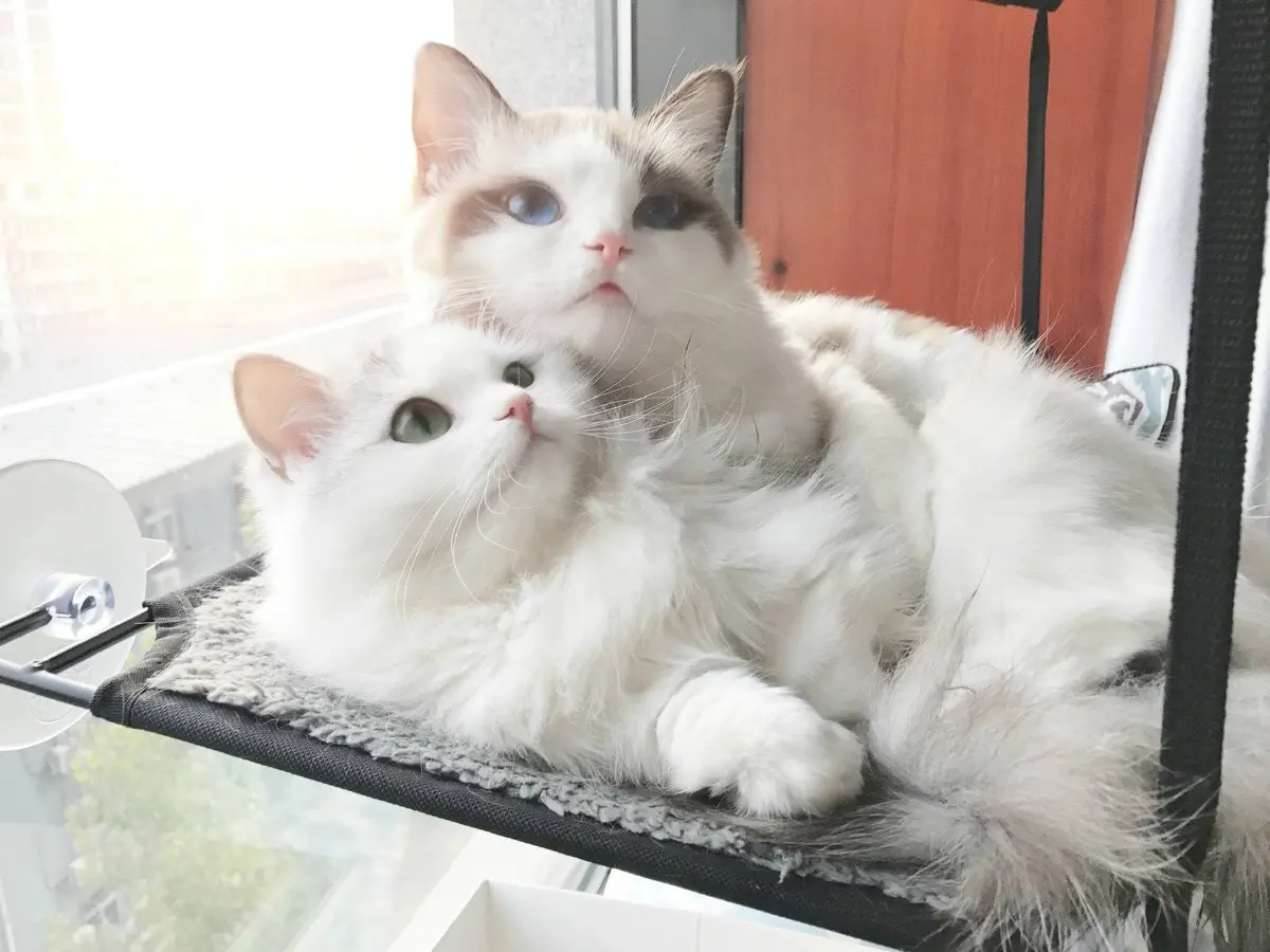 目前最受欢迎的十种猫猫，你都知道吗？